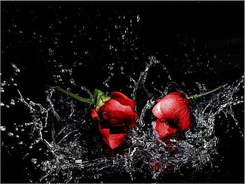 red splash, fresh, roses, red, splash HD wallpaper