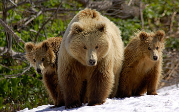 Animals, Bears HD wallpaper