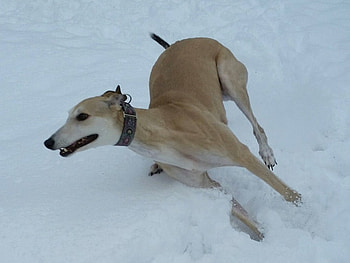 Blaze Loving Snow, winter, graphy, greyhound, snow, dogs HD wallpaper