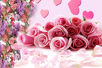 flowers for my friends, pink, nature, flowers, refreshing HD wallpaper