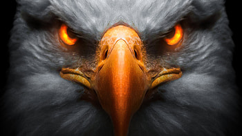 Eagle Red Glowing Eyes, eagle, birds, artist, artwork, digital-art HD wallpaper