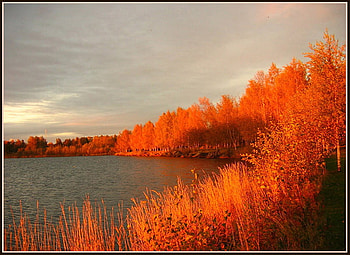 Fiery fringe, bright orange, trees, autumn, cloudy sky, lake, shoreline HD wallpaper