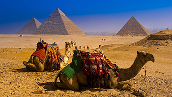 Single camel, Majestic creature, Nature's beauty, Beautiful HD wallpaper