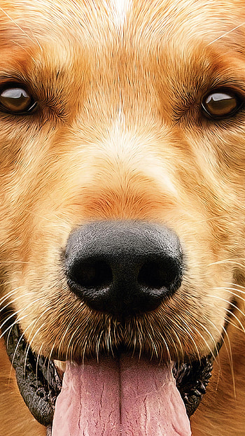 A Dog& HD phone wallpaper