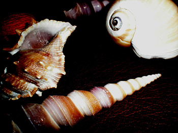 Shells (My graphy), shell, pfotography, shells, beautiful HD wallpaper