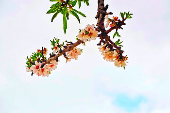 Spring 2, colors, blossom, flower HD wallpaper