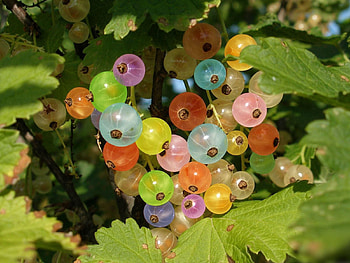 Food, Leaves, Currant, Multicolored, Berry, Colorful HD wallpaper