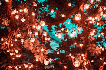 Magical scene with glowing string lights hanging in trees, perfect for festive occasions. HD wallpaper
