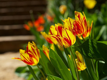 Plants, Flowers, Tulips HD wallpaper
