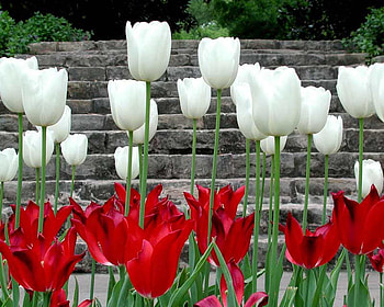 springlike, white, red, nature, flowers, tulips, spring, beauty HD wallpaper