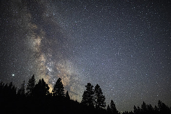 Trees, Stars, Night, Dark, Starry Sky, Milky Way HD wallpaper
