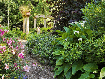 Plants, Nature, Flowers, Summer, Greens, Garden HD wallpaper