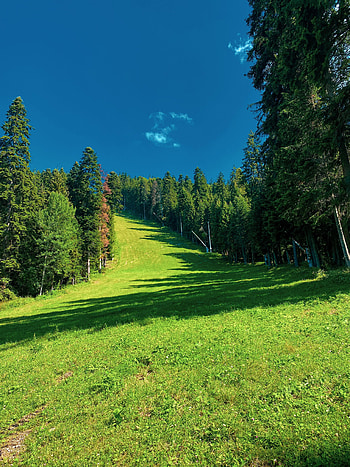 Nature, Trees, Grass, Sky, Field HD phone wallpaper
