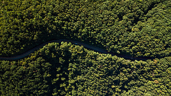 Aerial view, forest, green trees, highway HD wallpaper