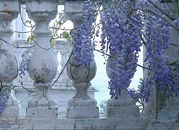 Old but still Pretty, wisteria, old, plant, grey, pretty, wall, lilac HD wallpaper