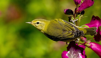 Bird, pink, flower, green, warbler tennessee warbler, pasari HD wallpaper