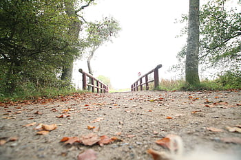 A serene autumn scene featuring a bridge on a leaf-strewn walkway in a park. HD wallpaper