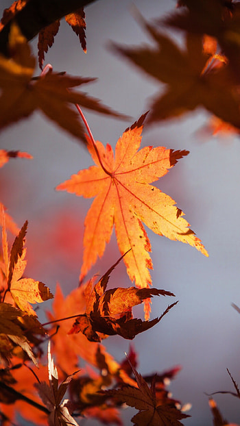 Autumn leaves, Samsung Galaxy S6, Google Pixel XL HD phone wallpaper