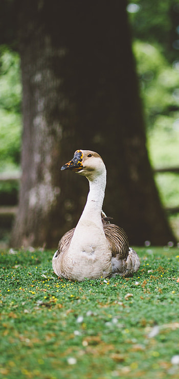 Captivating animal, Feathered wonder, Beautiful goose, Natural splendor HD phone wallpaper