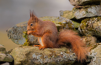 Animals, Squirrel, Stones, Redhead HD wallpaper