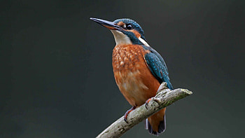 Animals, Bird, Branch, Color, Kingfisher HD wallpaper