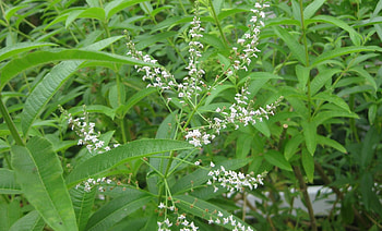 Lemon Verbena, Garden essential, Orange County favorite, Beauty and fragrance HD wallpaper