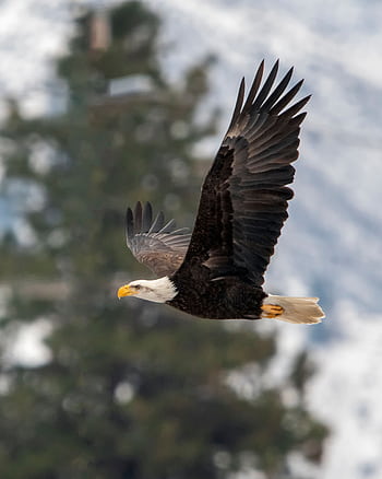 A stunning bald eagle in flight over Dryden, WA with a blurred snowy backdrop. HD phone wallpaper