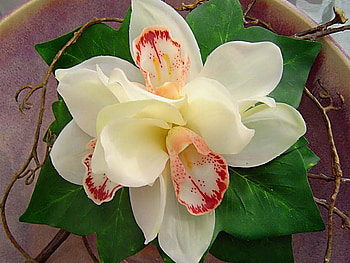 Beautiful flower, white, nature, petals, flower HD wallpaper
