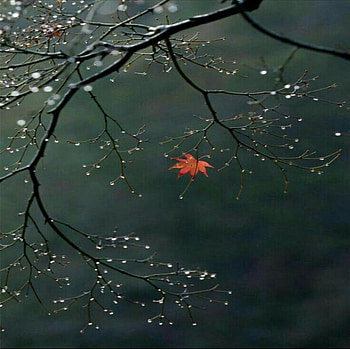 Water drops, Branches, Tree, Wet, Leaves, Winter, Drops HD wallpaper