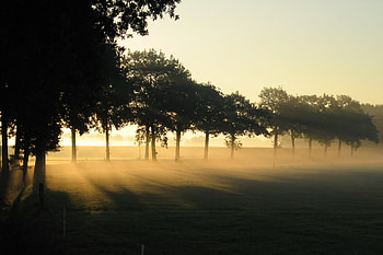 Nature, Dawn, Garden, Outline, Ochertiya HD wallpaper