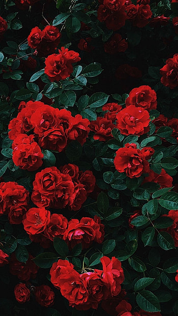 Rose Aesthetic, Red Adorable FLower HD phone wallpaper