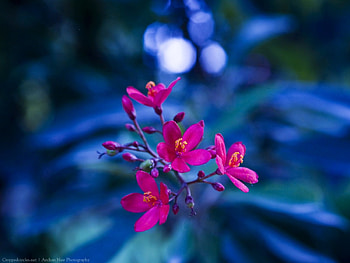 Flowers, pink, Buds, leaves HD wallpaper