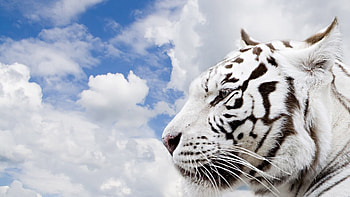 Animals, Sky, Clouds, Muzzle, Predator, Tiger HD wallpaper