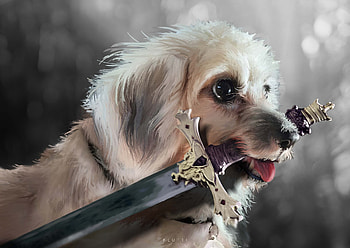 Tokyo, charline k, flutti, dog, white, sword, art, fantasy, caine HD wallpaper
