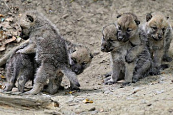 Little wolves, mini, pack, many, tiny HD wallpaper