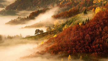 Foggy Morning in Autumn Forest, mist, leaves, fall, landscape, trees, colors HD wallpaper