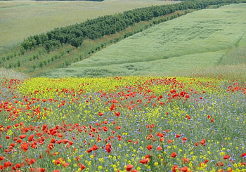 wild flowers for my friend WaterbugX2, wild flowers, popies, field, yellow, green, red, beautiful HD wallpaper