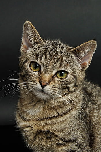 Charming close-up of a young tabby cat with striking eyes and soft fur. HD phone wallpaper