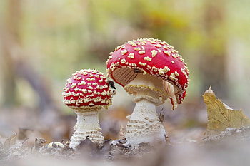 Mushroom , , Nature's artwork, Fungal beauty HD wallpaper