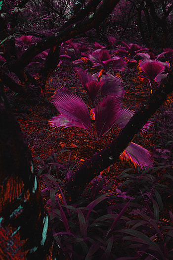 Nature, Leaves, Violet, Plant, Tropics, Purple, Jungle HD phone wallpaper