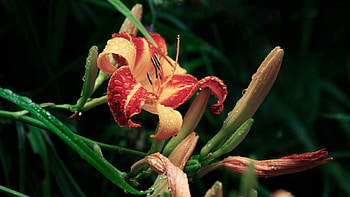 Plants, Flowers HD wallpaper
