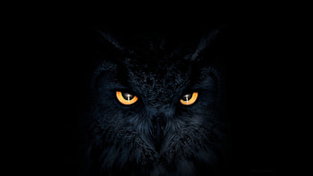 Owl Dark Glowing Eyes, owl, artist, artwork, digital-art, eyes, eyes, deviantart HD wallpaper