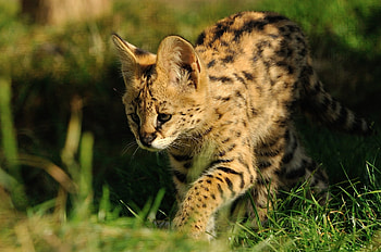 Animals, Grass, Predator, Color, Serval HD wallpaper