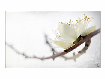 WHITE, butterflies, animals HD wallpaper