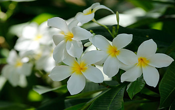 White Plumeria, plant, exotic, petals, blossoms, hawaii HD wallpaper