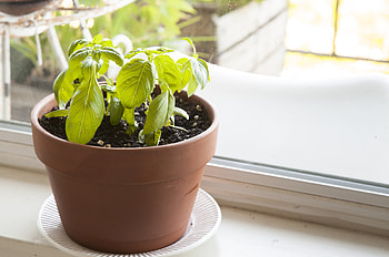 Grow basil in a container, Herb garden, Kitchn, Food HD wallpaper