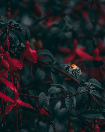 Flowers, Macro, Blur, Smooth, Close-Up, Insect, Bee HD phone wallpaper