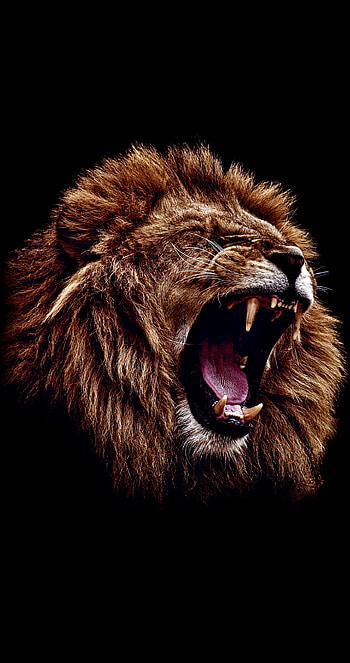 Lion, jaw, whiskers HD phone wallpaper