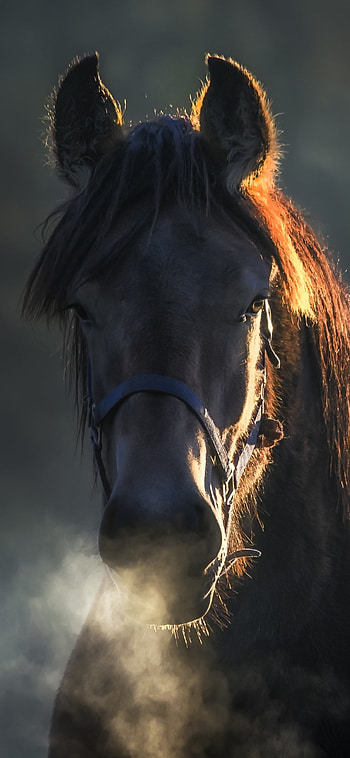 Animalistic beauty, Majestic horse, Stunning visuals, Nature's masterpiece HD phone wallpaper