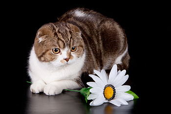Animals, Usa, 2014, United States, October, National Cat Day HD wallpaper